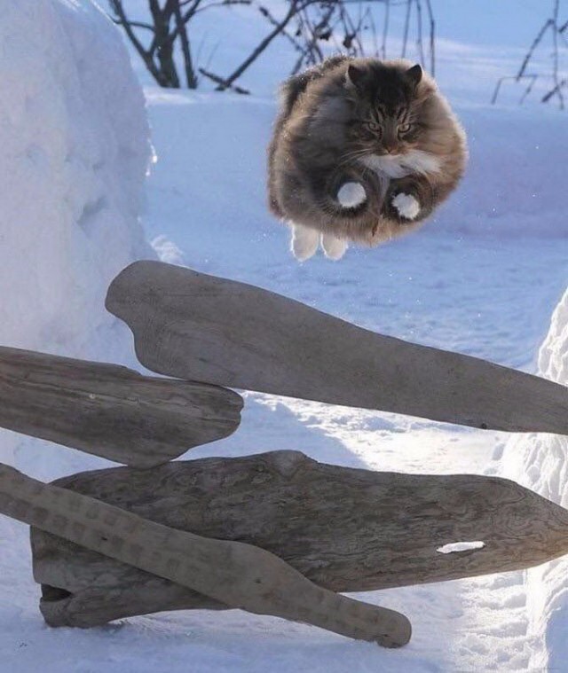 Немного милоты