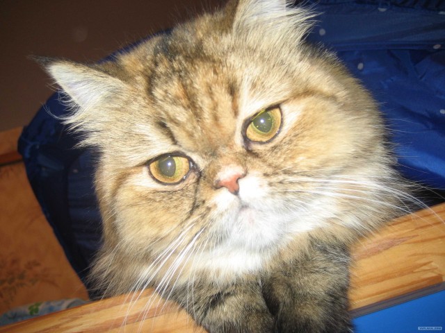 Котовторник уже сегодня!