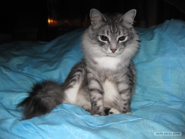 Котовторник!