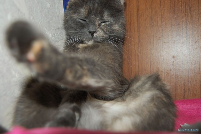 Котовторник  07.06.11