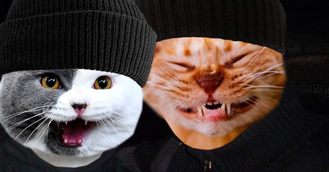 Джерри оказался не робкого десятка...