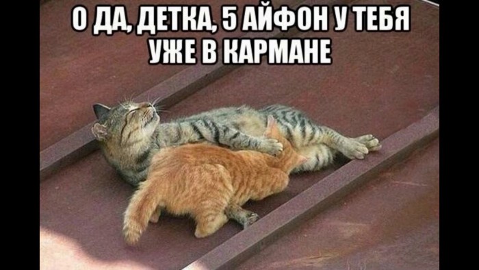 23 самых ленивых кота