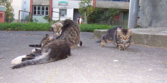 Накорми бездомного кота