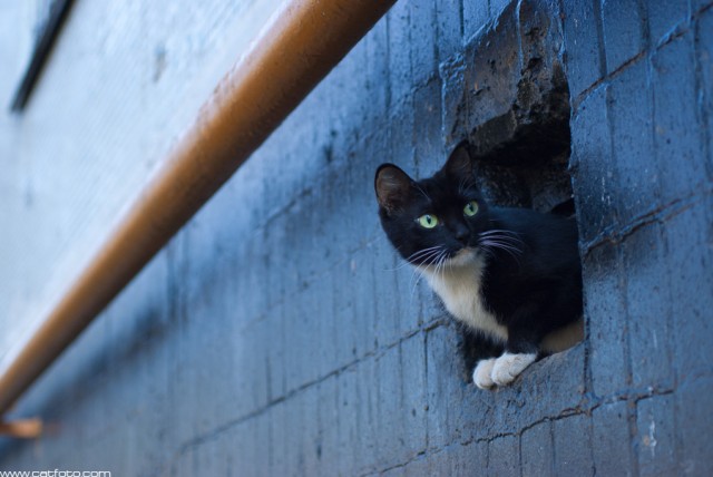 Котовторник! 08.11.11
