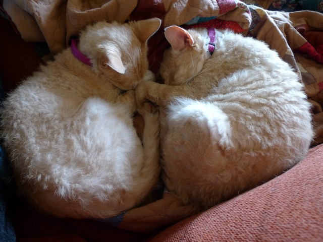 Котовторник 13.12.11 - магическе числа