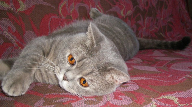 Котовторник (31.01.2012)