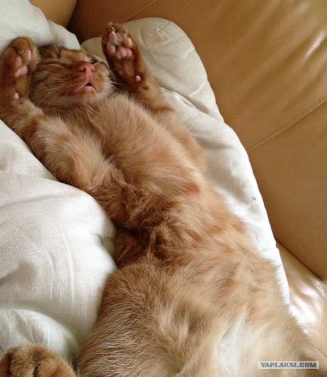 Котовторник 17.04.2012