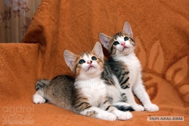 Котовторник  12. 06. 2012