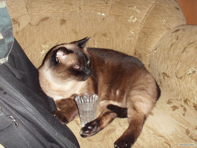 Котовторник на 26.06.12