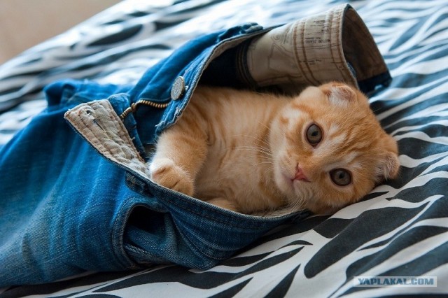 Котовторник 10. 07. 2012