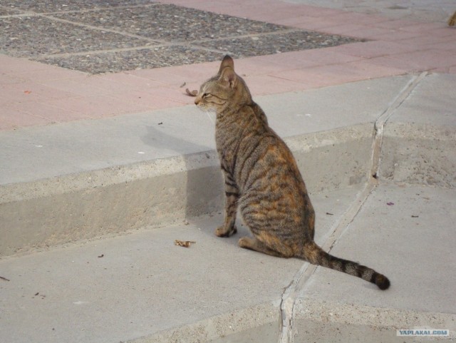 Котовторник 29.01.2013