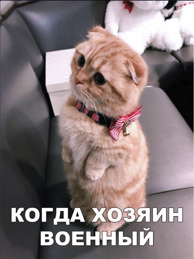 Забавные фото котеек