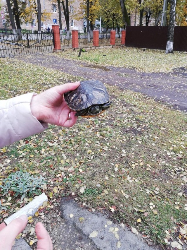 Живность из сети
