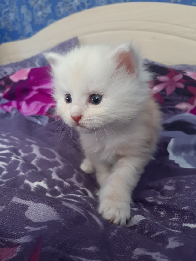 Забавные фото котеек