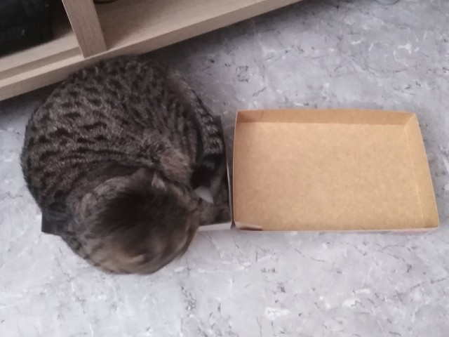 Давайте по котикам, которые с нами на самоизоляции