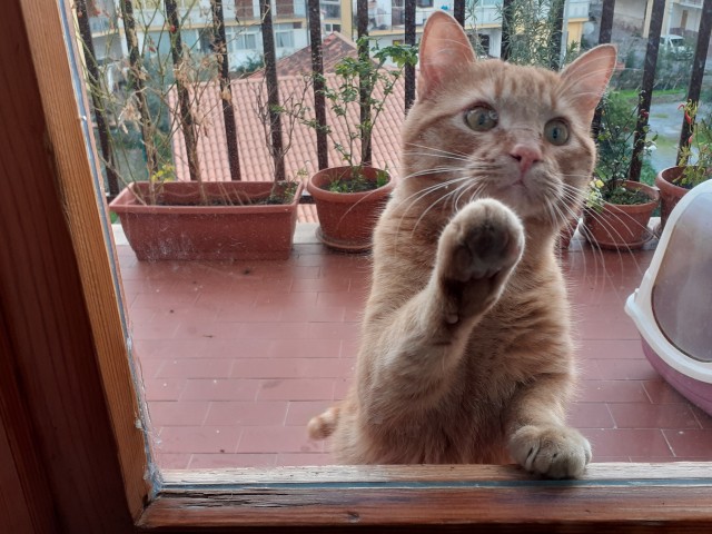 Коты, которые нас порадовали!