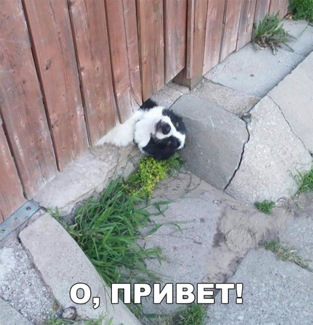 Так себе картинки 25.04.20