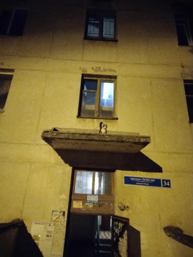 Забавные животные