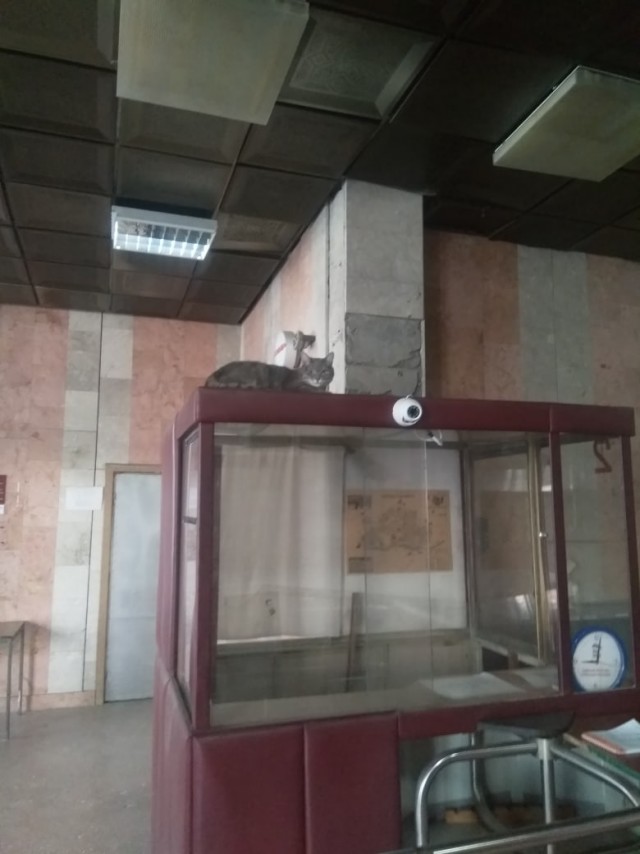 Чуток картинок не про вирус  18.0.  Животные
