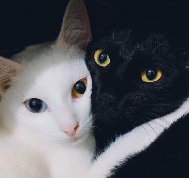 Эти забавные животные