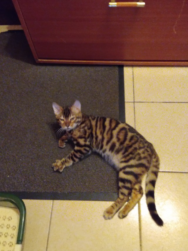 Котовторник 17.11.20