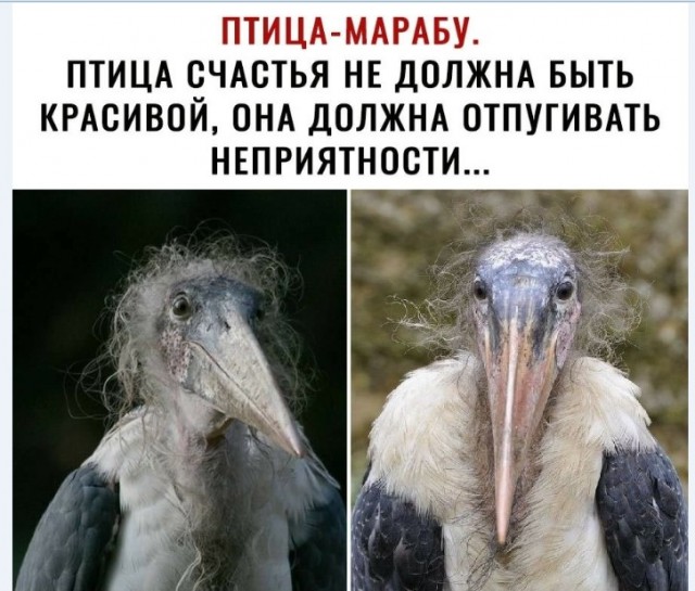 Картинки и мемы для настроения 019