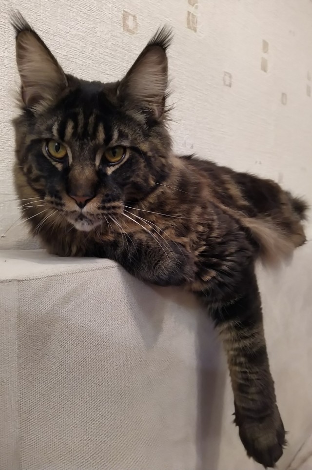 Котовторнику быть!