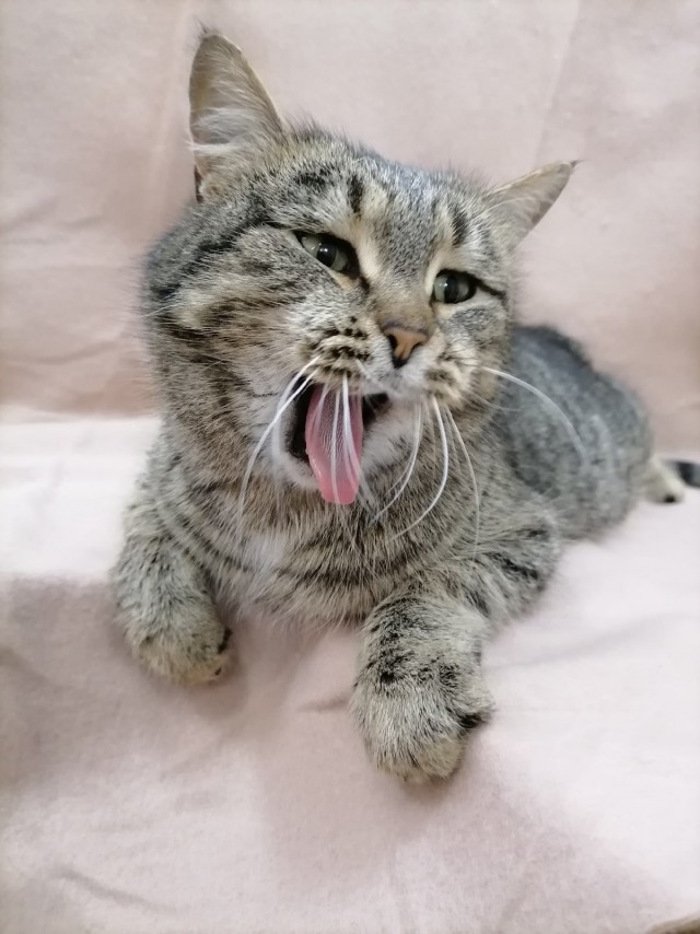 Кошки , кошечки, котяры 14.03.21