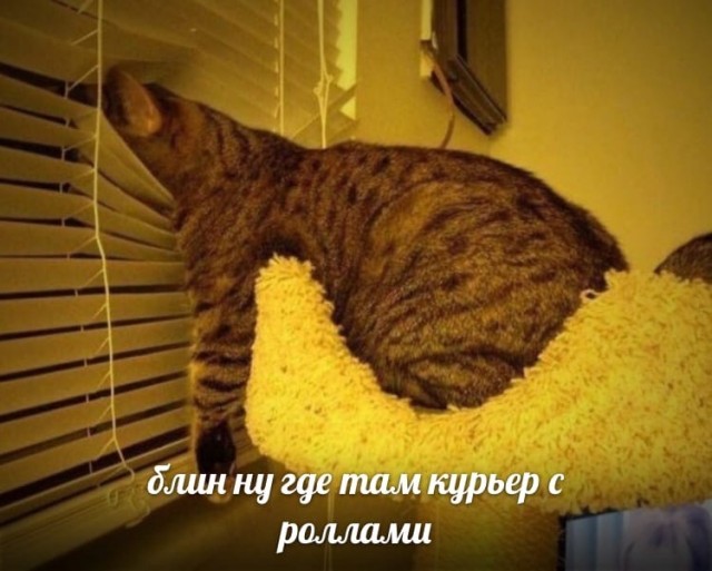 Картинки о животных, прямо и косвенно