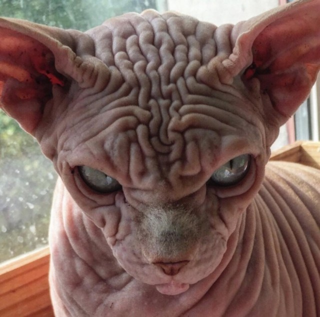 Кот, который был воспитан собаками