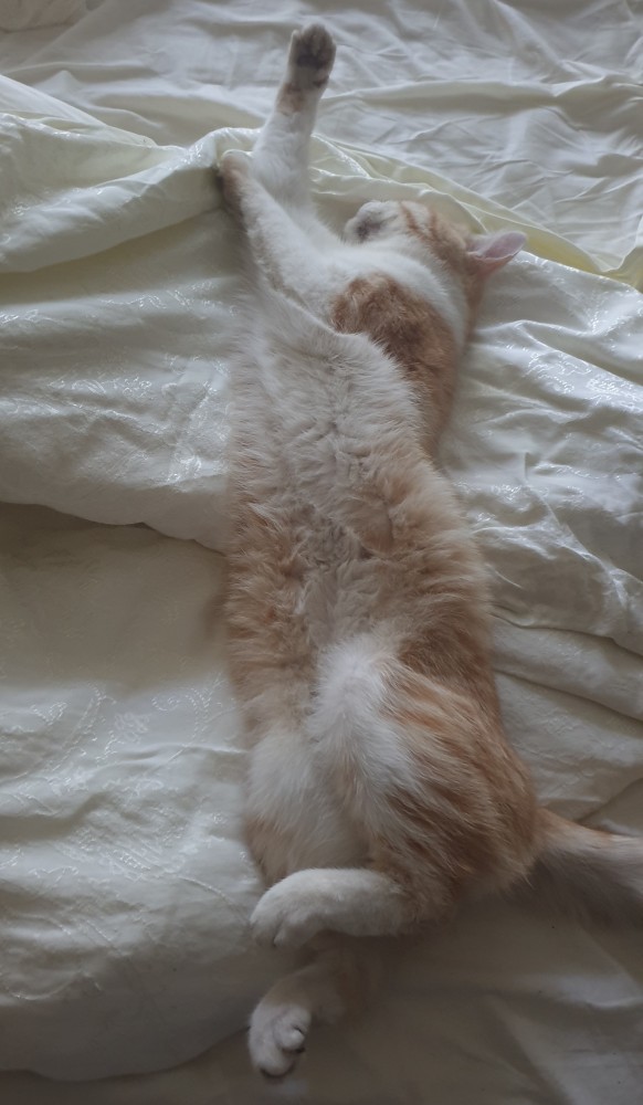 Хоба! Котовторник!