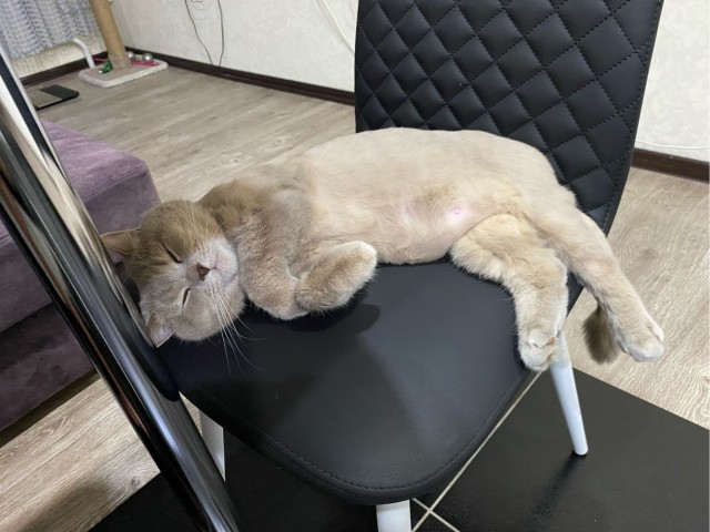 Погнали! С котовторником, други!
