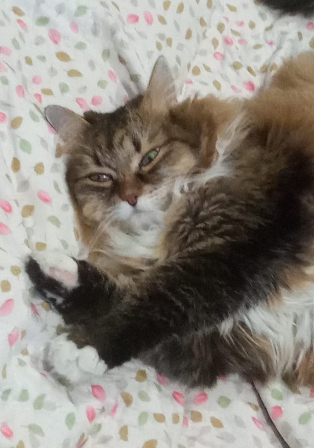 Котовторник (свои добавляем)