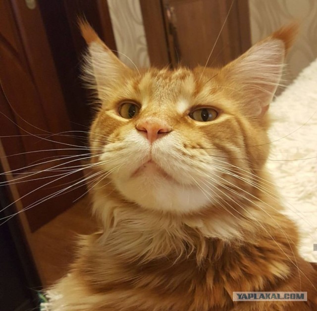 К котовторнику