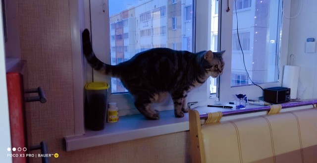 Первый котовторник 2022