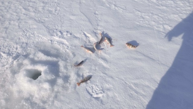 Рыбалка зимой на Ветлуге