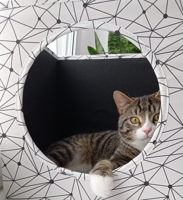 С праздником и котофторником!