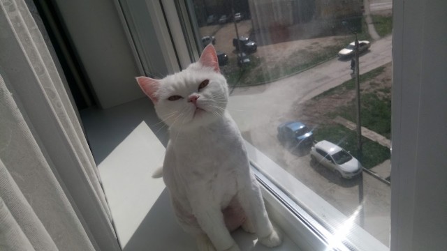 Котовторник. Кошка по имени Овца!