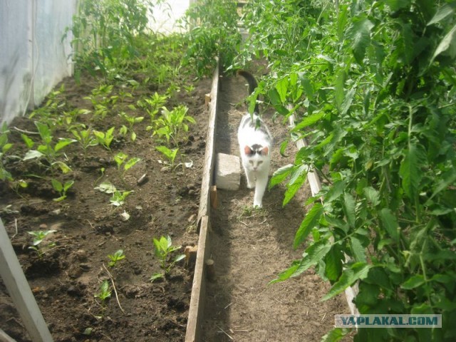 Жизнь домашнего приюта для котеек 399