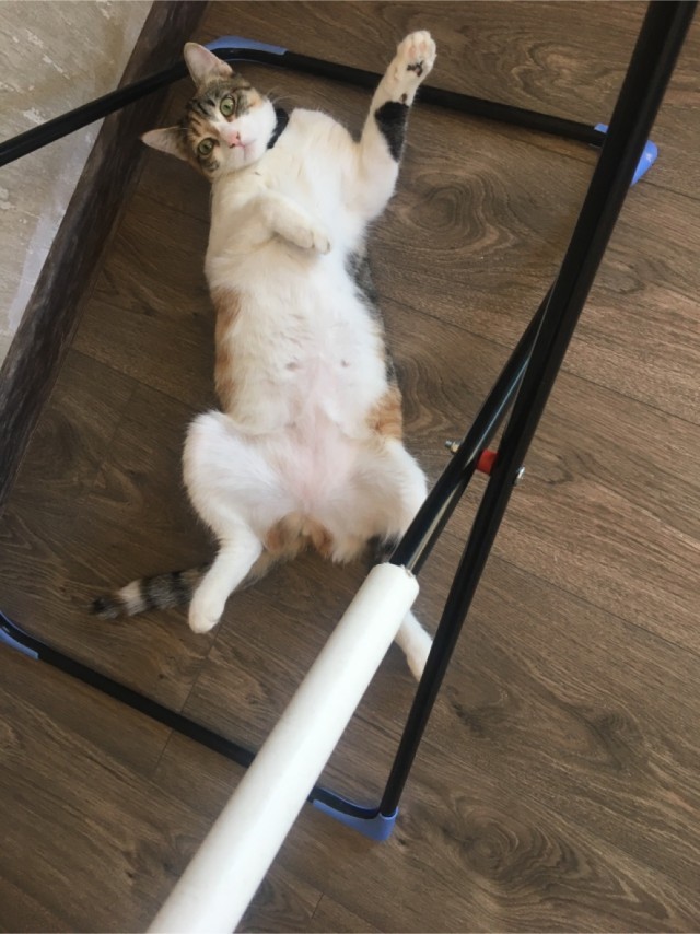 Прогнать кота невозможно