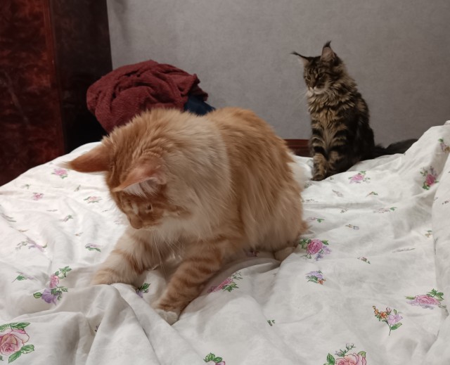 Кошка