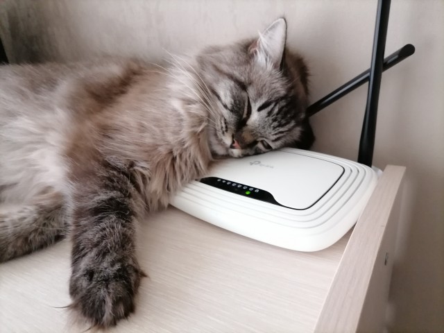 Мой котовторник