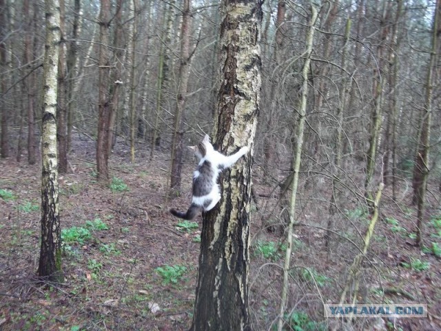 Жизнь домашнего приюта для котеек 440