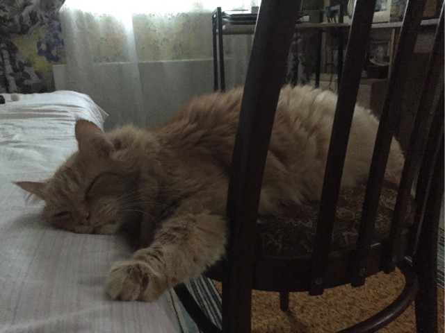 Котовторник