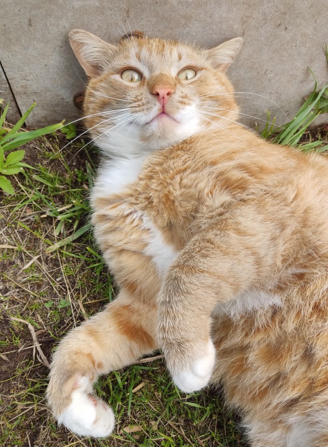 Начинаем котофторник?