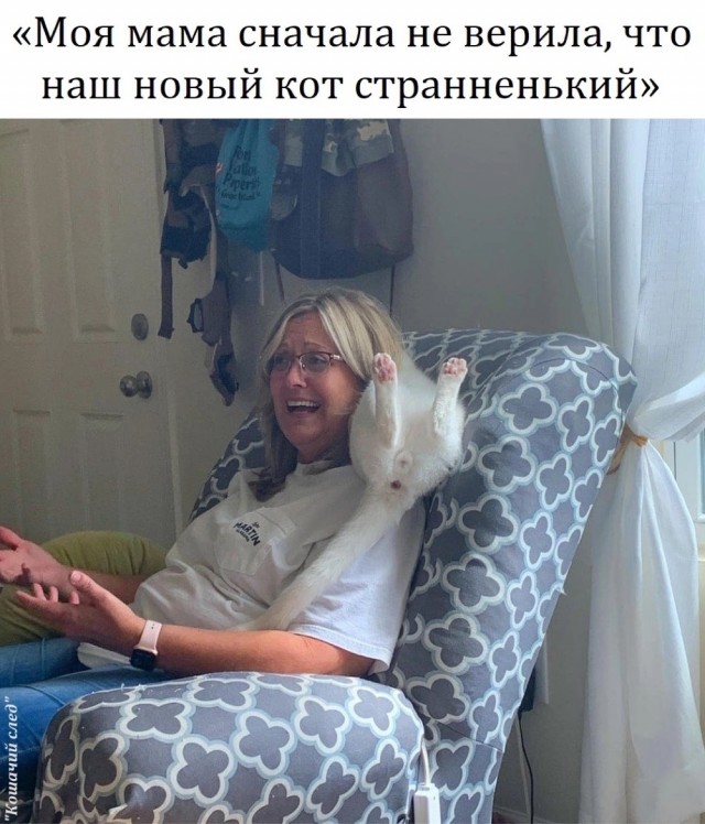 Не только котовторник, а еще и Всемирный день кошек!