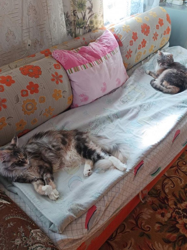 А в следующей жизни я хотел бы быть котом