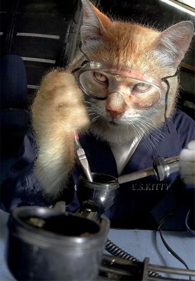 Кот прыгнул на ноутбук