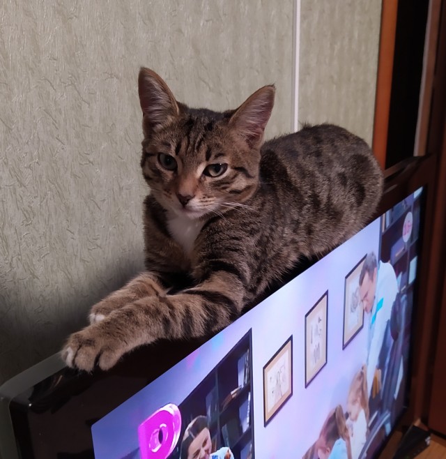 Это что, котовторник?