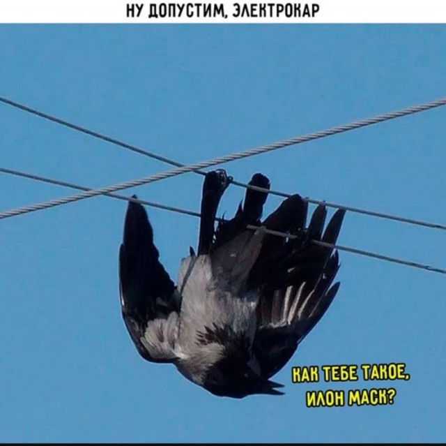 Интернет мемы на утро субботы